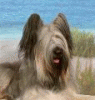 briard